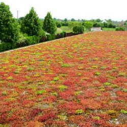 Icopal - tapis végétal extensif pour toits plats Icomat Vert 317